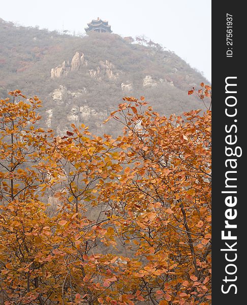 Cotinus coggygria leaves change its color from green to yellow and red, its beautiful and colorful in Juyong Pass of the Great Wall Beijing, China. Cotinus coggygria leaves change its color from green to yellow and red, its beautiful and colorful in Juyong Pass of the Great Wall Beijing, China.