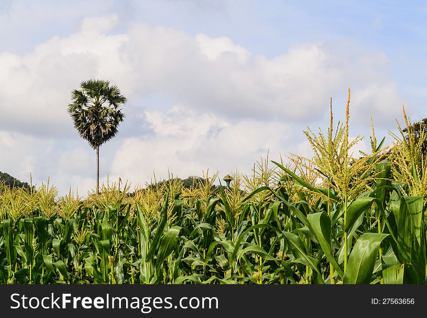 A sugar palm among corn field