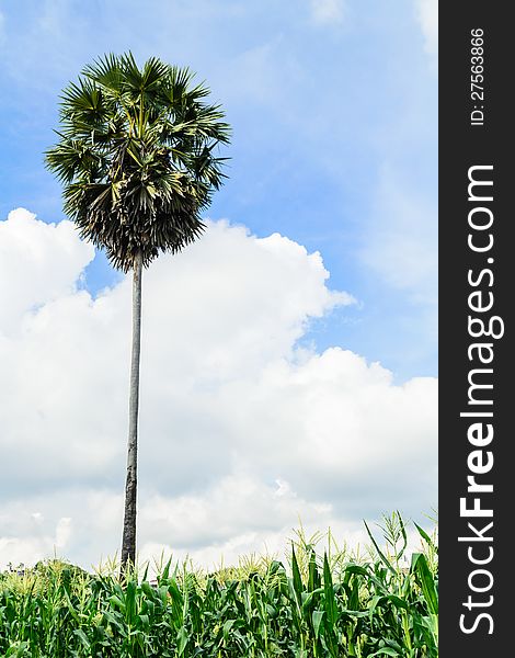 A sugar palm among corn field