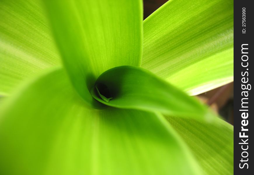 Structure of green leaf