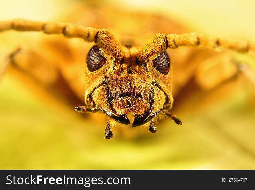 Ribbed pine borer super macro. Ribbed pine borer super macro