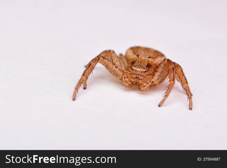 Jumper spider on white background