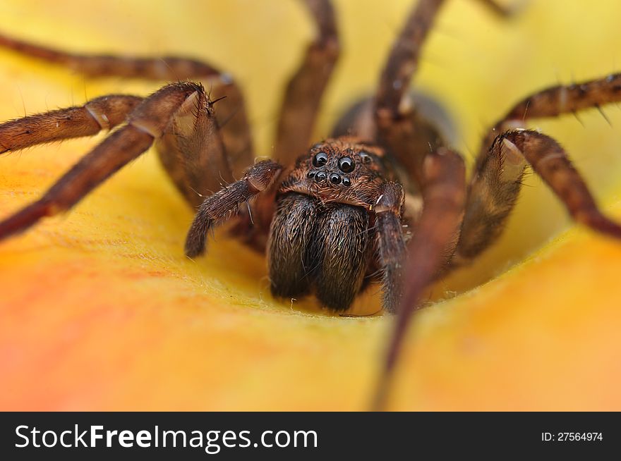 House spider on red apple. House spider on red apple