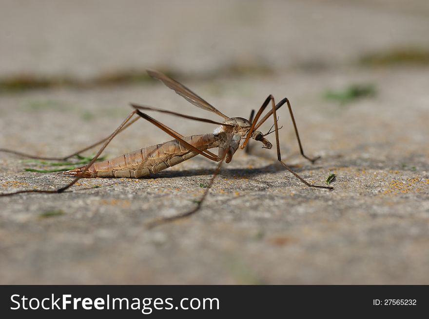 A gigantic mosquito Closeup, is a female crane-fly sitting on a grey stone. A gigantic mosquito Closeup, is a female crane-fly sitting on a grey stone