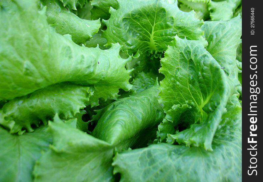 This is  summer green grass of lettuce. This is  summer green grass of lettuce