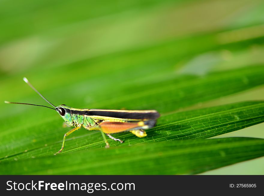 Small colorful grasshopper on ratterns leaves. Small colorful grasshopper on ratterns leaves.