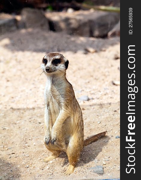 Little standing meerkat in a Prague Zoo