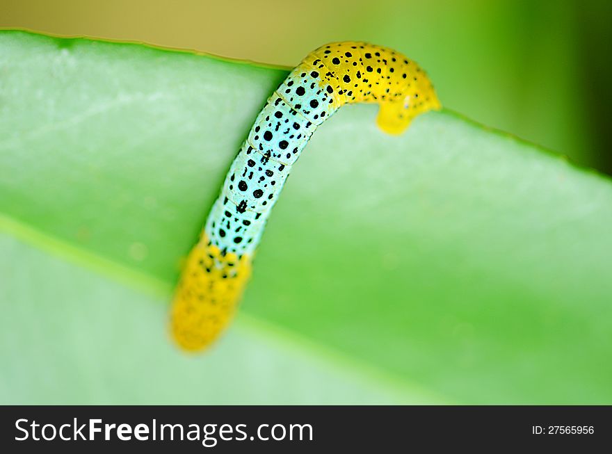 Caterpillar.