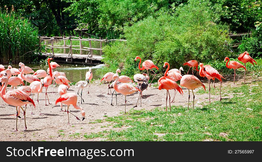 The flock of pink flamingo in a Prague Zoo