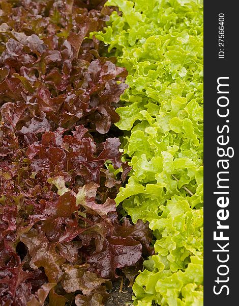 Home grown organic lettuce showing the contrast in colour and texture. Home grown organic lettuce showing the contrast in colour and texture