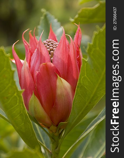 Tulip like formation of red bracts on the New south wales Australia state emblem the waratah, Telopea speciosissima. Tulip like formation of red bracts on the New south wales Australia state emblem the waratah, Telopea speciosissima