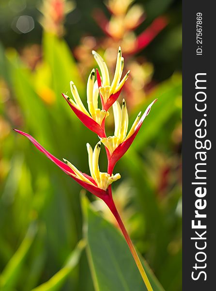 Colored scarlet canna lily flowers