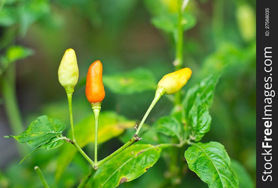 Chili peppers on a tree