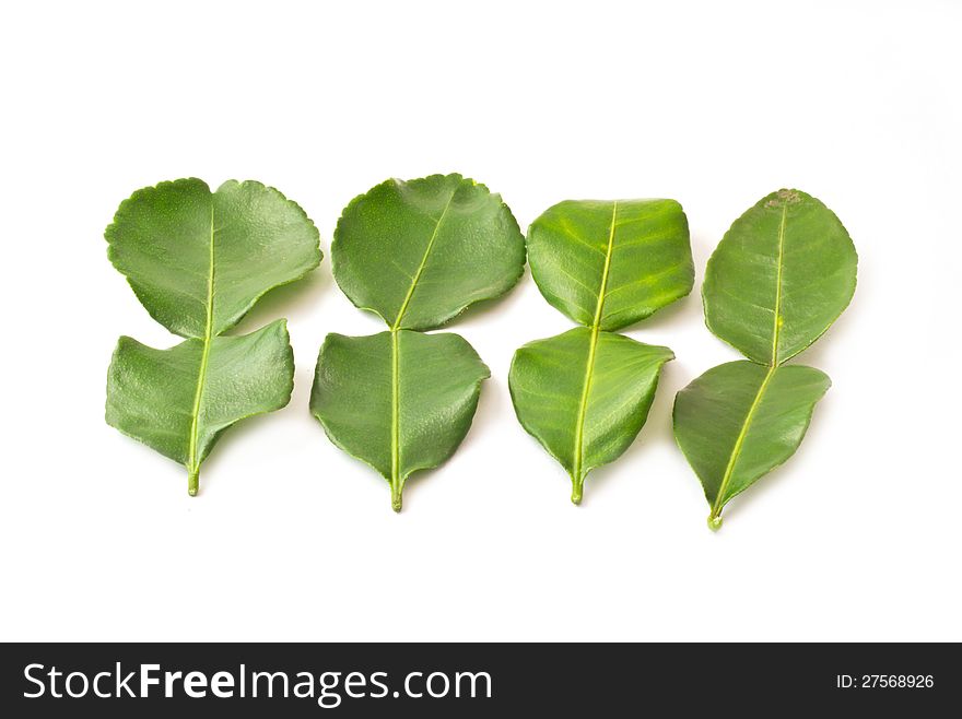 Kaffir Lime Leaves Isolated