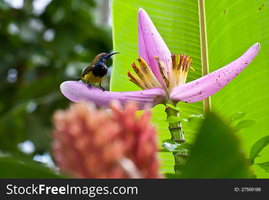 Olive-backed Sunbird on blossom of banana tree