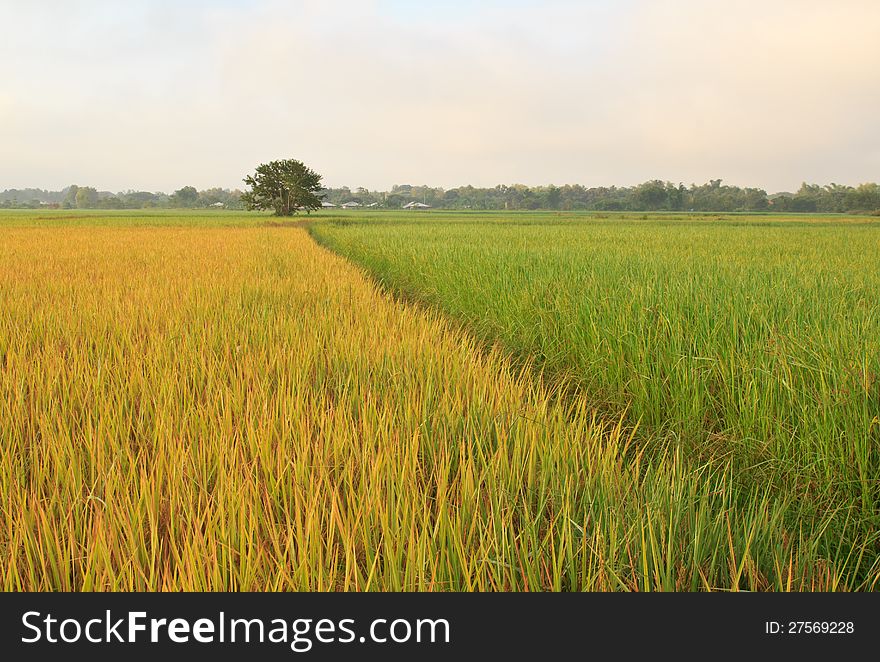 The beautiful landscape of rice fields in Thailand. The beautiful landscape of rice fields in Thailand.