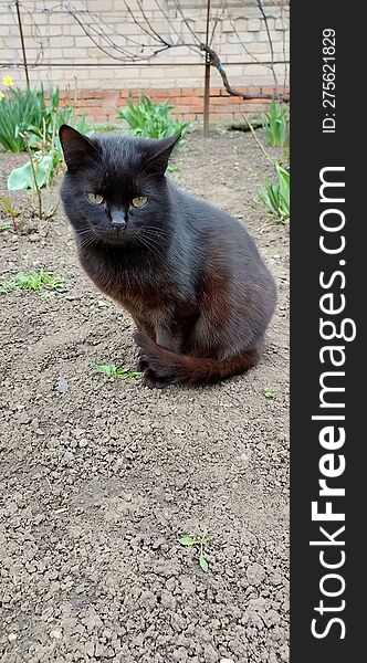 Domestic Black Cat Sitting In The Garden On The Ground In Spring.