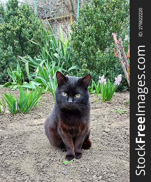 Domestic Black Cat Sitting In The Garden On The Ground In Spring.