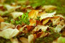 Fallen Autumn Leaves Royalty Free Stock Images