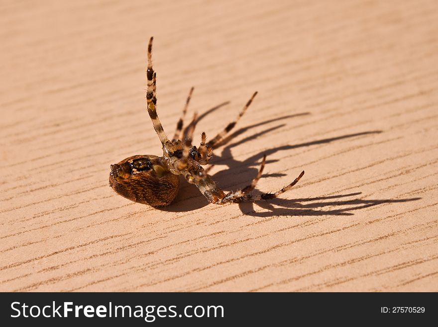 Picture of a nice spider