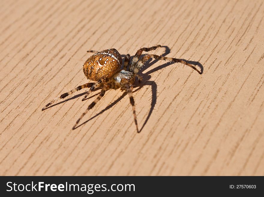 Picture of a nice spider