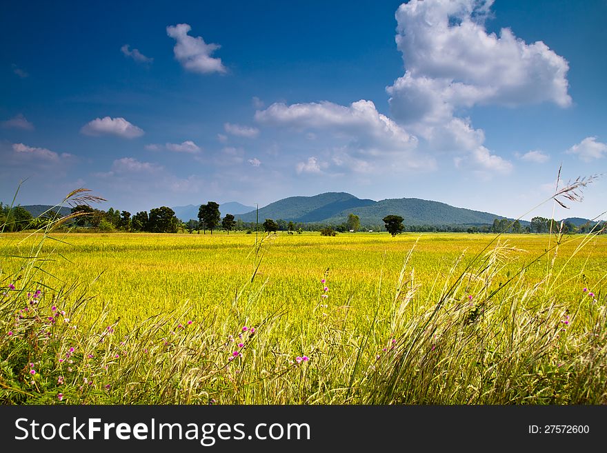 Rice field and mountain in Uttaradit province, Thailand