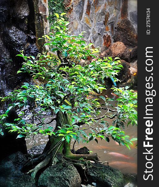 Bonsai tree growing on the rocks