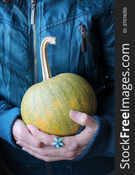 Woman hands holding a small pumpkin on a dark blue green background and a flower ring. Woman hands holding a small pumpkin on a dark blue green background and a flower ring