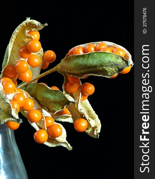 Seed pods of  Iris foetidissima or Stinking Iris. Seed pods of  Iris foetidissima or Stinking Iris