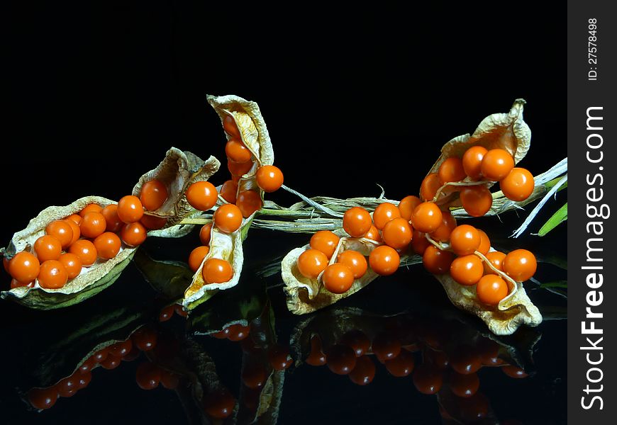 Seed pods of Iris foetidissima or Stinking Iris. Seed pods of Iris foetidissima or Stinking Iris