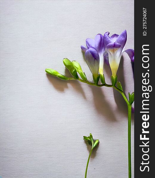 spring. Freesia lies on a white background. soft shadows. lilac freesia, textured background, photography in the studio, studio lights. delicate flower, beautiful photo