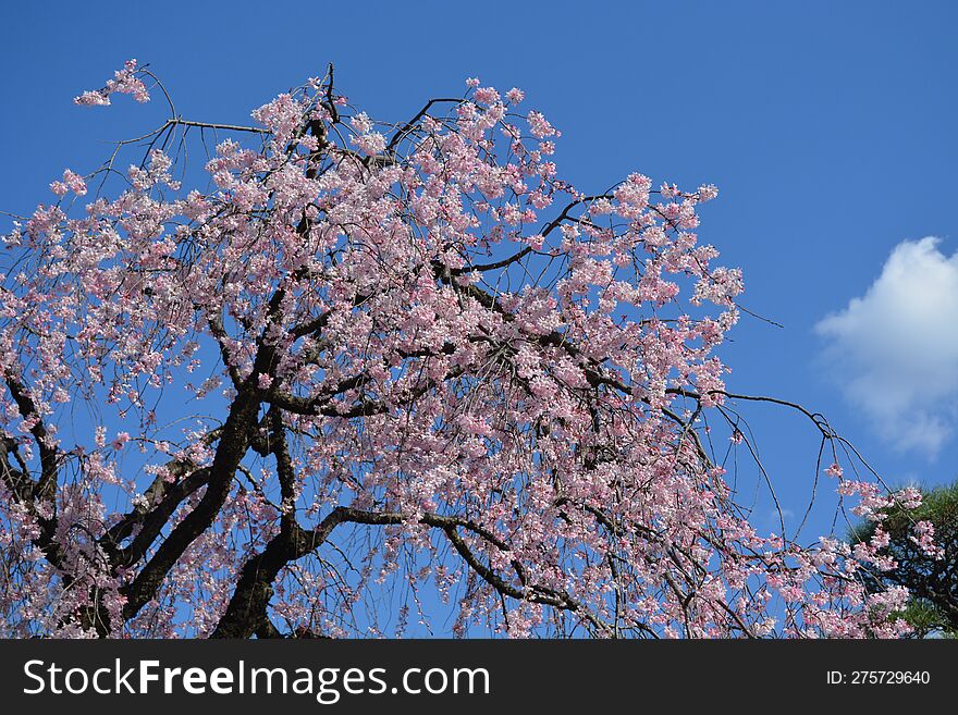 SAKURA2023 FLOWER cherry blossoms Japan