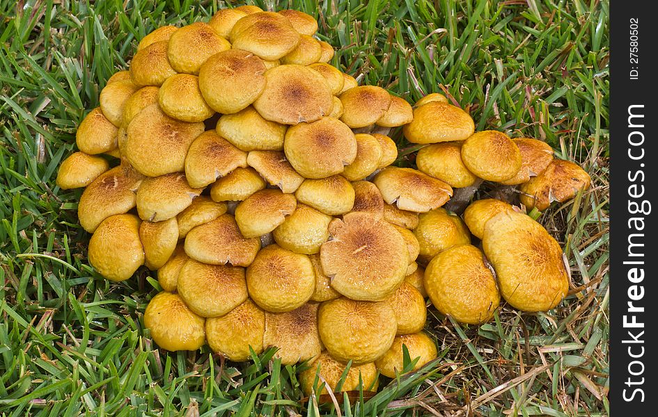 Cluster mushrooms in lawn grass.