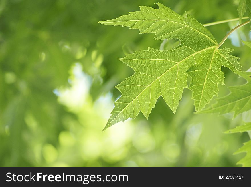 Green maple leaf background with copy space. Green maple leaf background with copy space