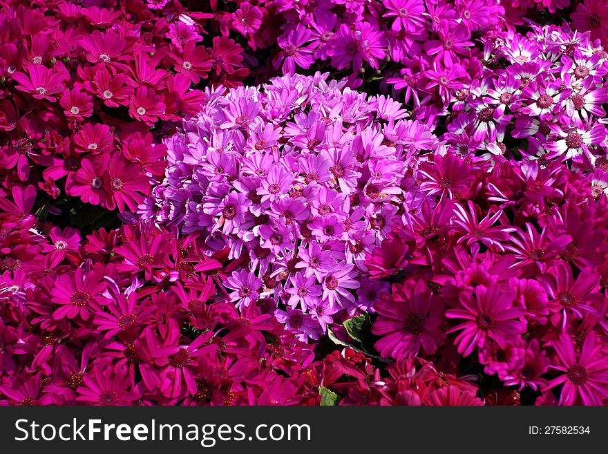 Bright red flowers very close together.