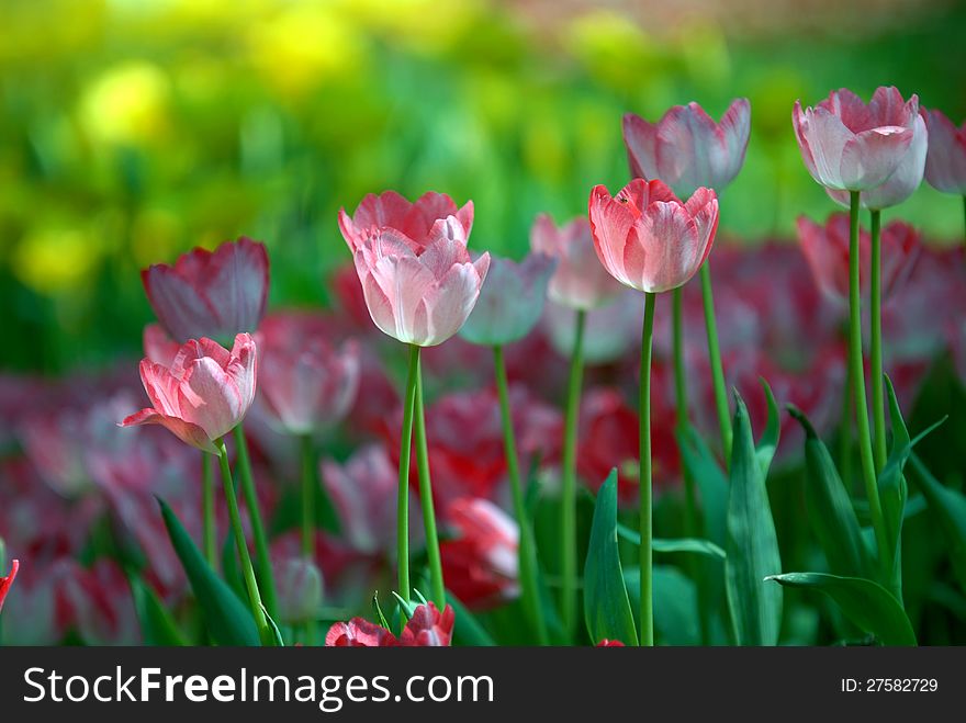 Pink And White Tulips. - Free Stock Images & Photos - 27582729