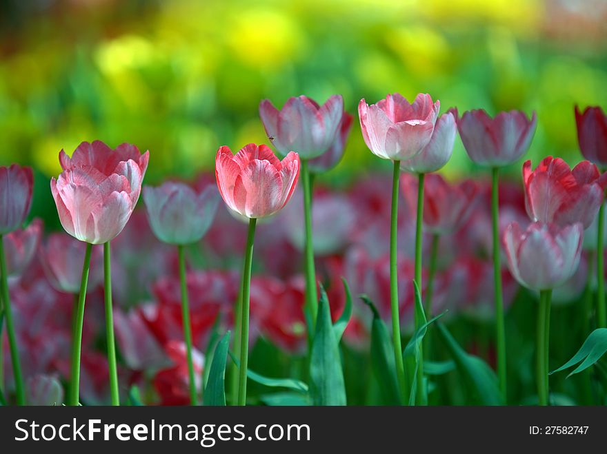 Pink And White Tulips.