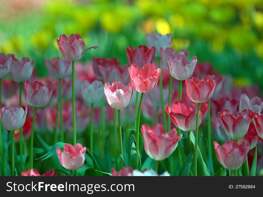 Pink And White Tulips.