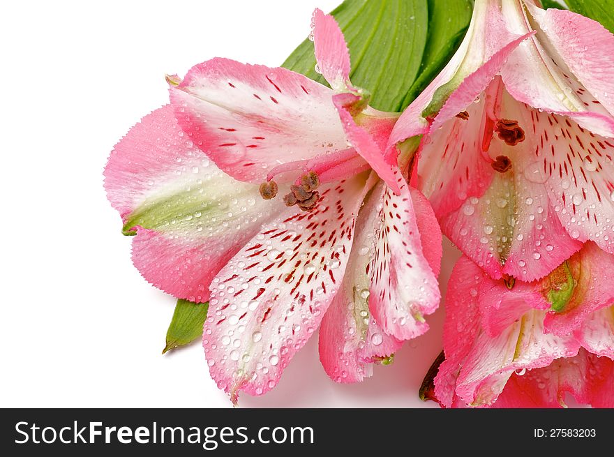 Frame of Pink Alstroemeria Flower Head with Water Droplets closeup on white