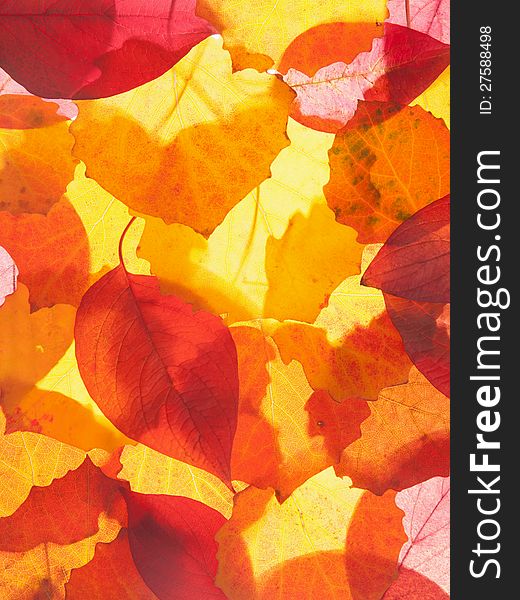 Autumn red and yellow leaves background. Autumn red and yellow leaves background