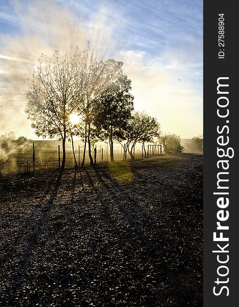 The sun through branches forming shadows on the ground. The sun through branches forming shadows on the ground