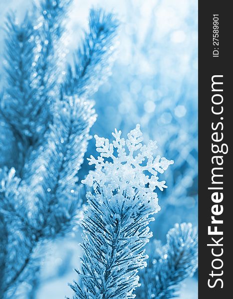 Winter background with decorative snowflake on the tree. Winter background with decorative snowflake on the tree