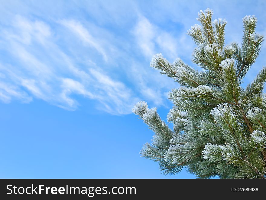 Tree in frost on the background of sky with clouds. Tree in frost on the background of sky with clouds