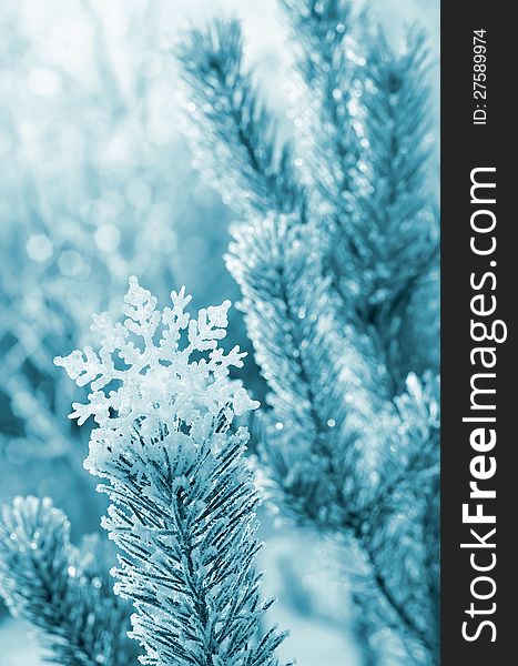 Winter background with decorative snowflake on the tree. Winter background with decorative snowflake on the tree