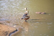 Couple Of Wild Ducks In A Lake Stock Photos