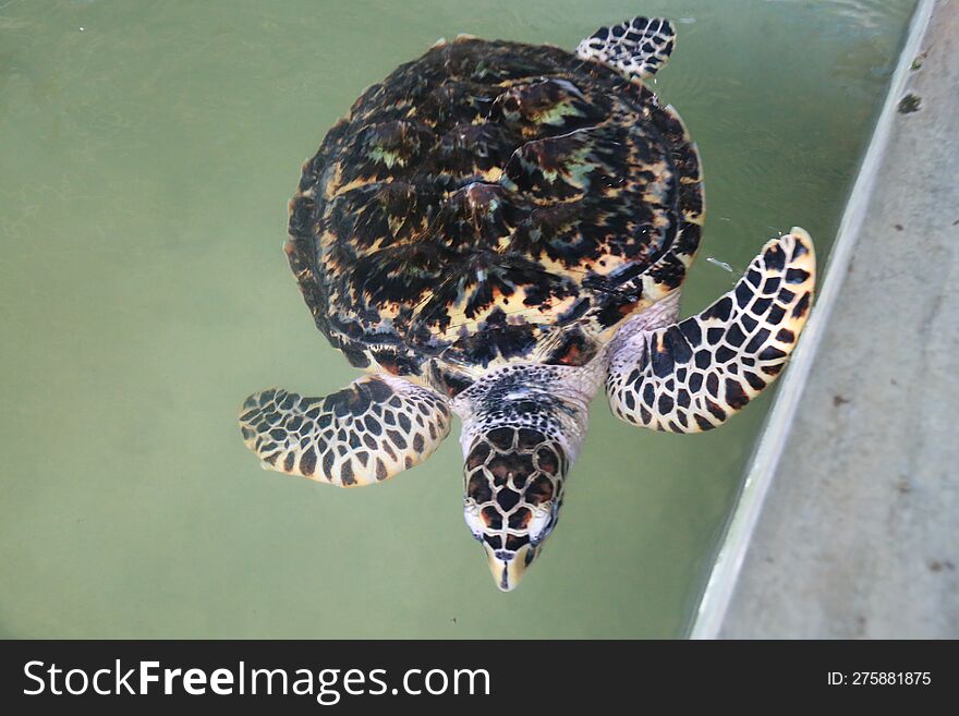 Turtle swimming in the water tank