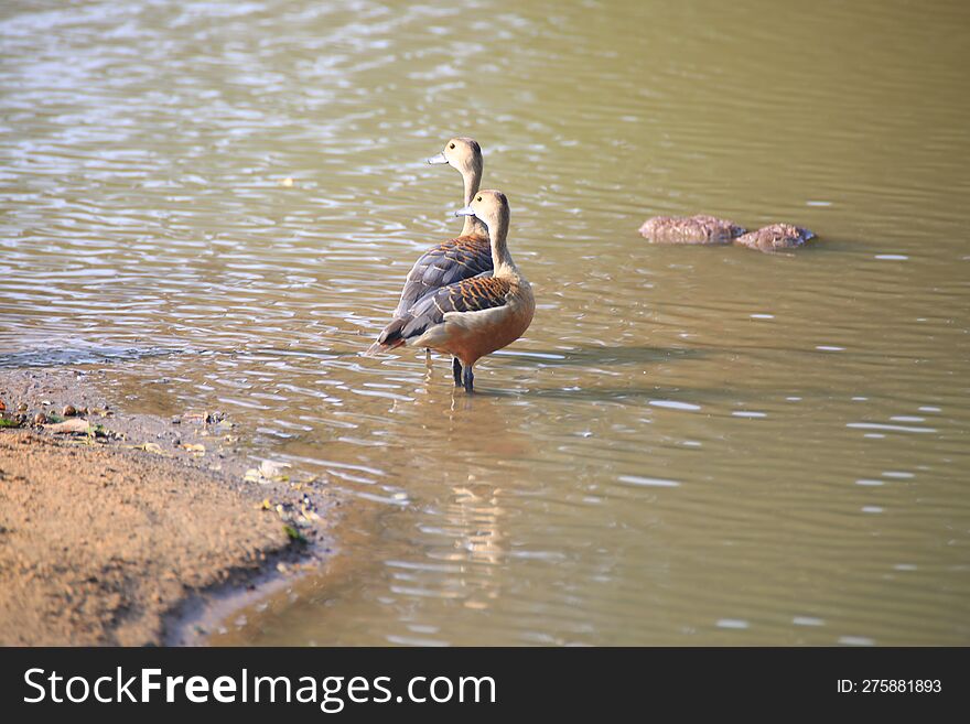 couple of wild ducks in a lake at Yala national park Sri Lanka