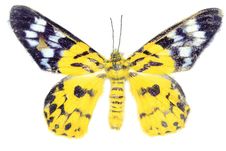 Yellow Death Butterfly Stock Photography
