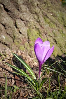 Crocus Saffron First Spring Flower Grow In Garden Royalty Free Stock Photos