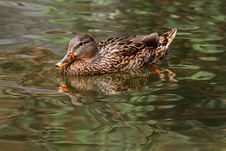 Duck Royalty Free Stock Photography
